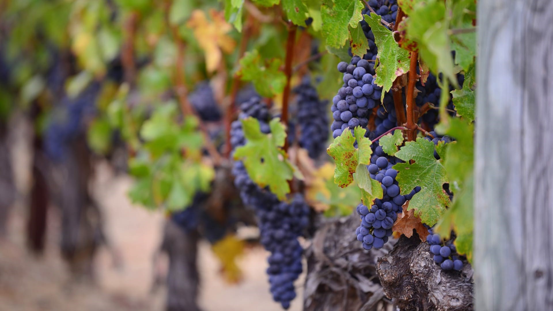 Vitis vinifera is de meest voorkomende soort in de wijnproductie