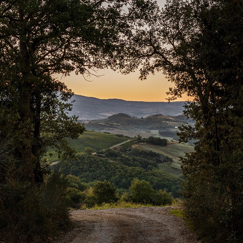 Poggio di Sotto estate